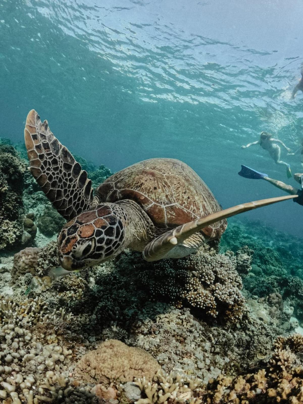 Tipsea Turtle Gili Air Hotel Luaran gambar